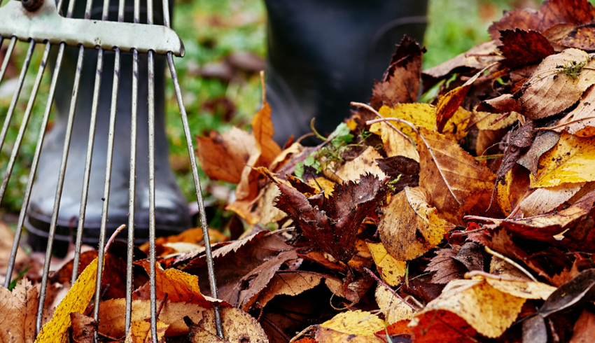 Fall Community Garden Clean-up - King's University College