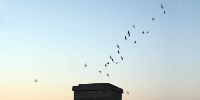 Baby Chimney Swifts to be released tonight from King's roof